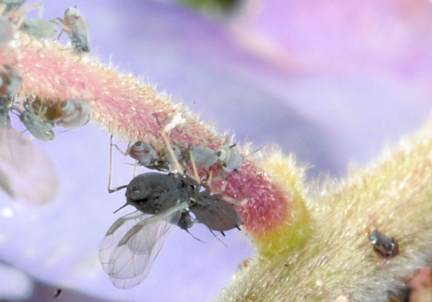 Afidi e coccinella